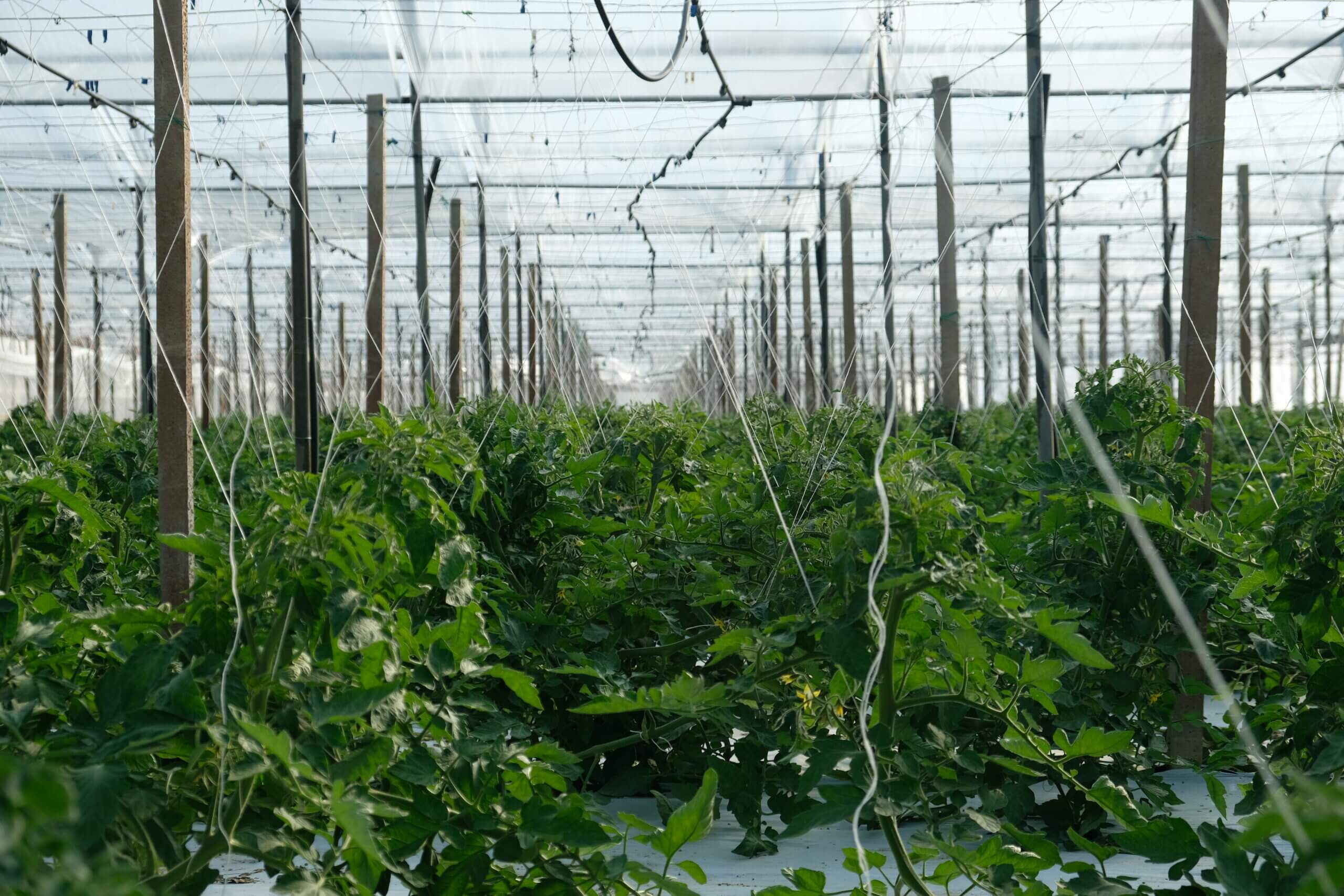 Serra e produzione di pomodori semisecchi - Pomup sicilia