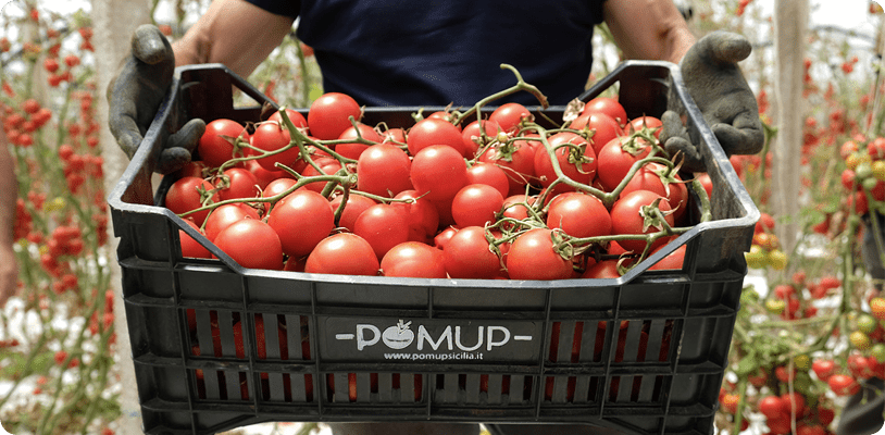cassetta di pomodori Pomup