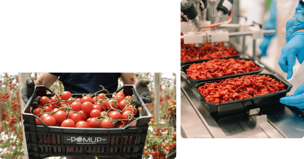 pomodori e pomodorini semisecchi freschi - Pomup sicilia