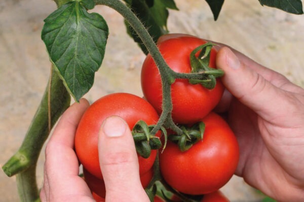 Produzione di pomodori semi dry - Pomup