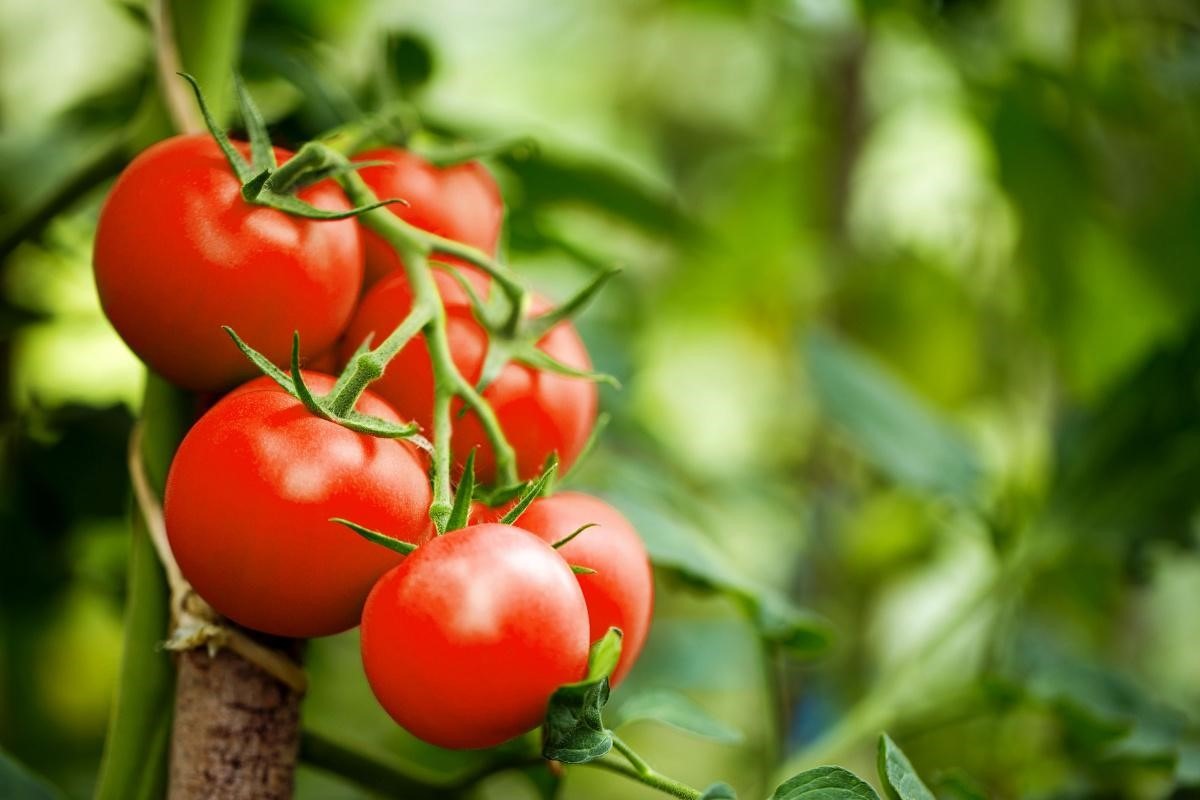 cosa contengono i pomodori