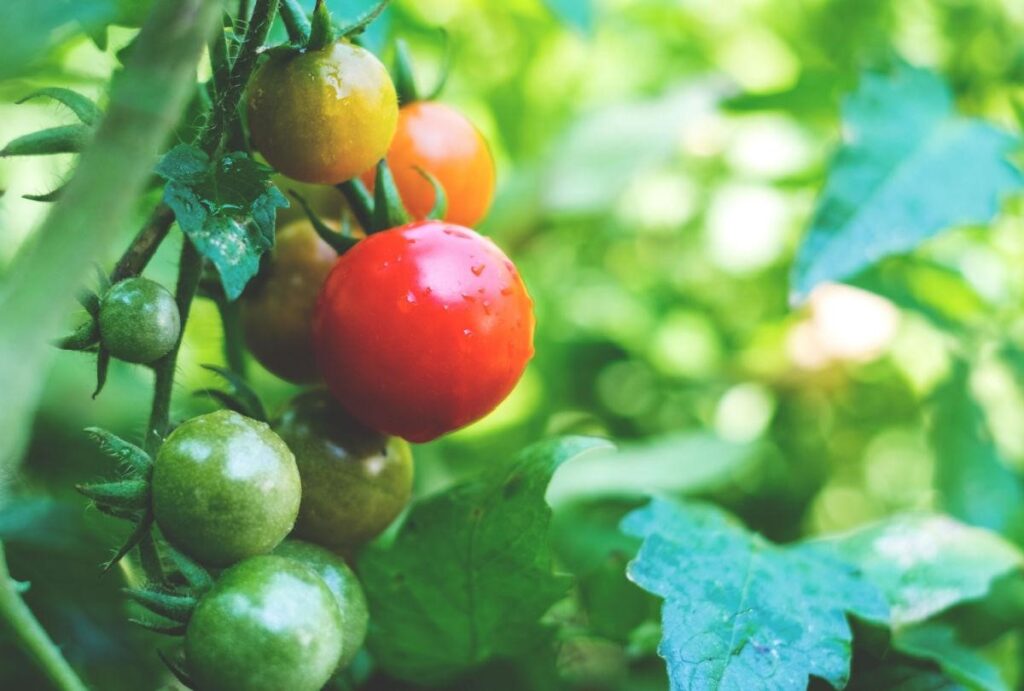 Pomodoro fa bene