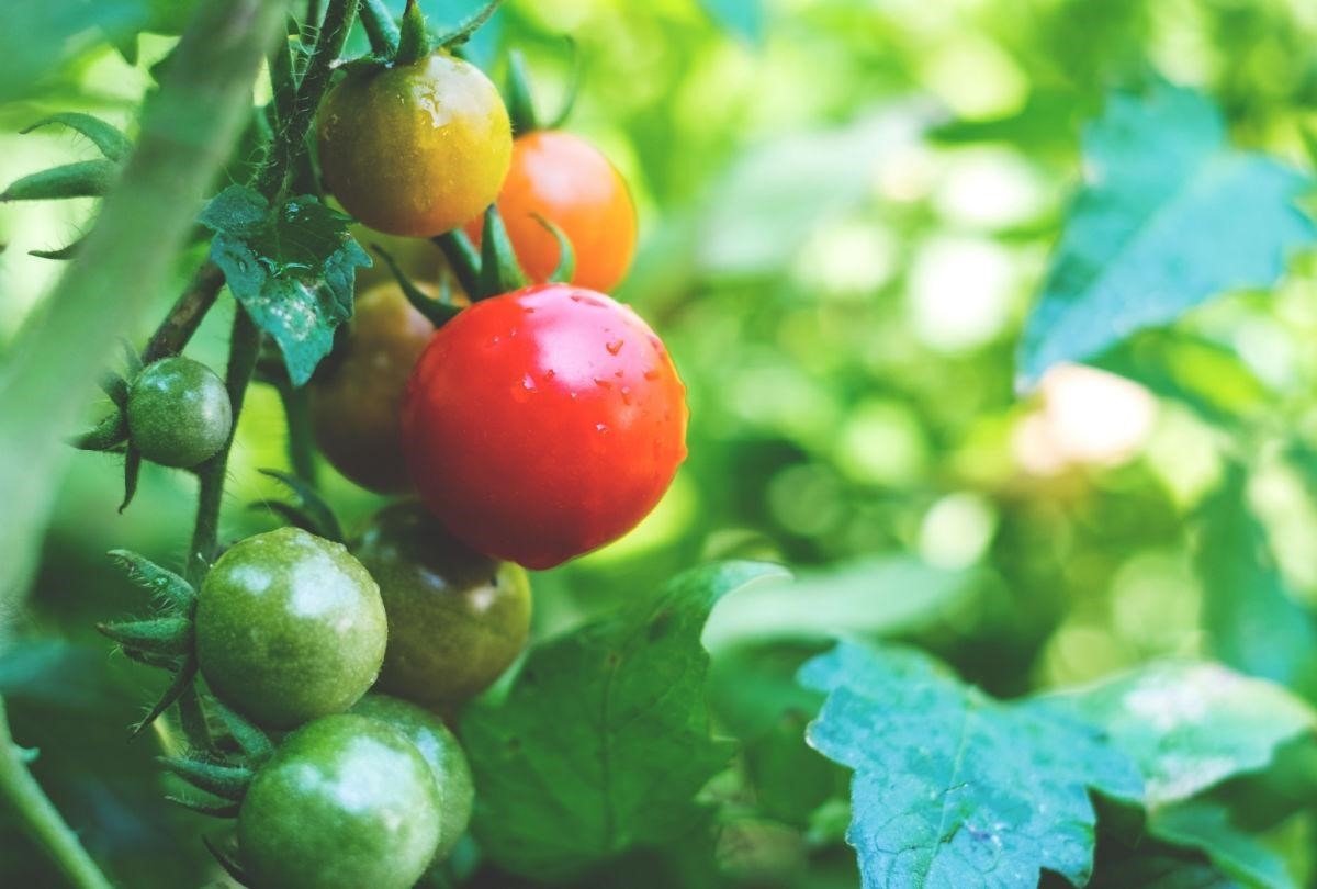 Pomodoro fa bene