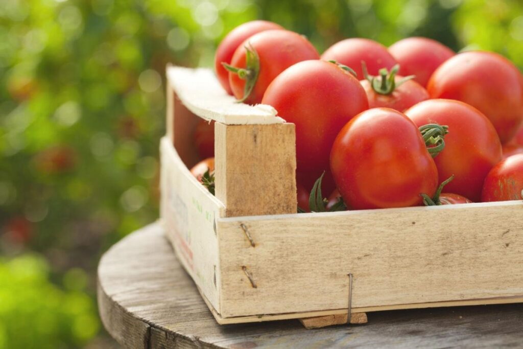 Pomodoro tondo liscio