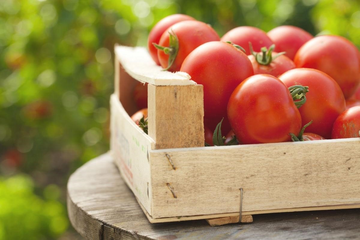 Pomodoro tondo liscio